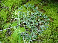 lunularia cruciata
